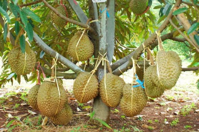 5 Cara Budidaya Tanaman Durian Agar Hasil Melimpah - Ilmu Pertanian Simulasi Berkebun Virtual, Bisa Tanam Durian dan Cabai